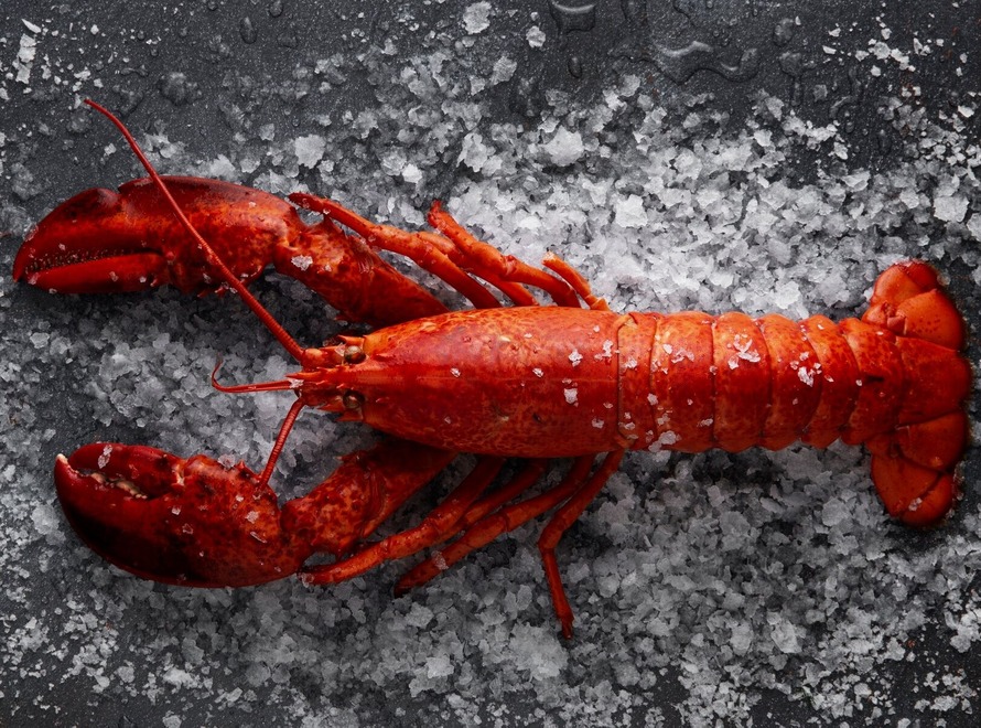 Lobster